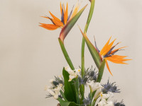 Ikebana en Museo Ralli 2022-274